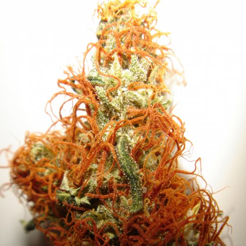 Dutch Passion Seeds Orange Bud (Обычные)