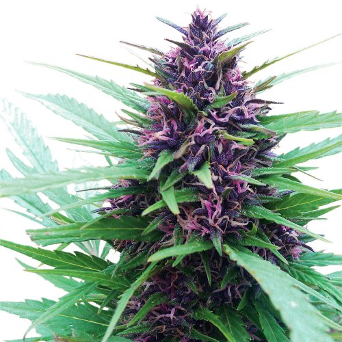 Dutch Passion Seeds Shaman (Феминизированные)