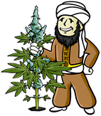 Divine Seeds