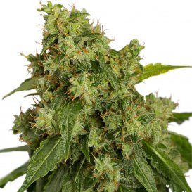 Dutch Passion Seeds AutoXtreme (Автоцветущие феминизированные)