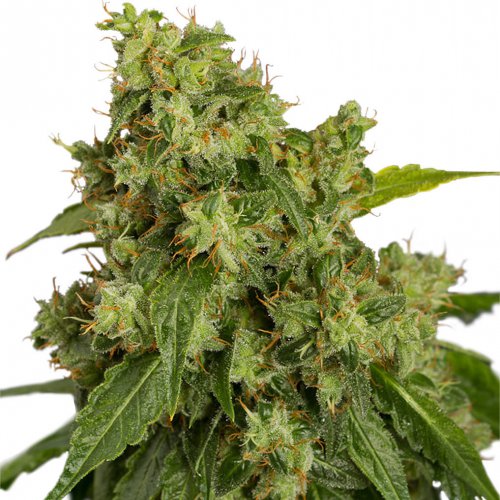 Dutch Passion Seeds AutoXtreme (Автоцветущие феминизированные)
