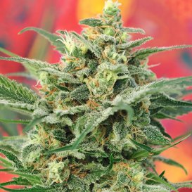 Mandala Seeds 8 Miles High (Обычные)