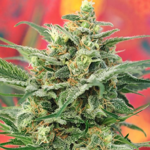 Mandala Seeds 8 Miles High (Обычные)