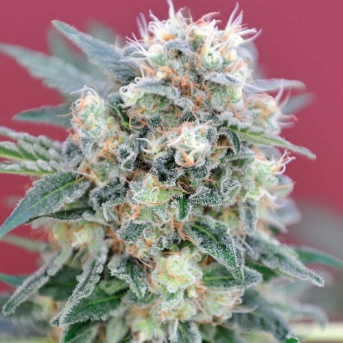 Mandala Seeds Ganesh (Обычные)