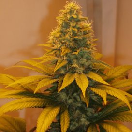 Hashberry (Обычные)
