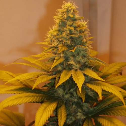 Mandala Seeds Hashberry (Обычные)