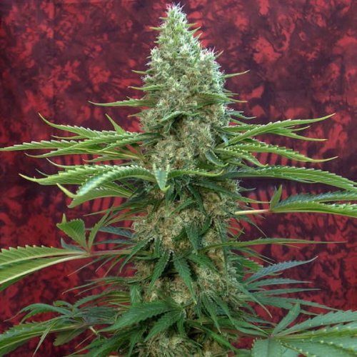 Mandala Seeds Satori (Обычные)