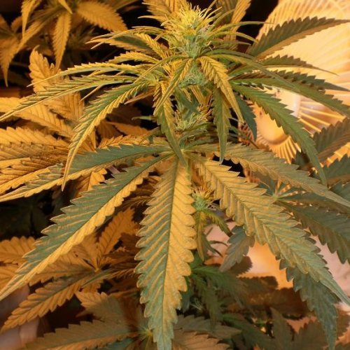 Mandala Seeds Safari Mix