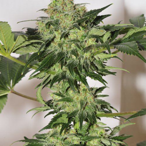 Mandala Seeds Beyond the Brain (Обычные)
