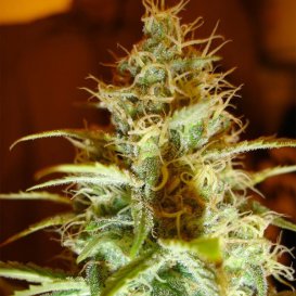Serious Seeds White Russian (Феминизированные)