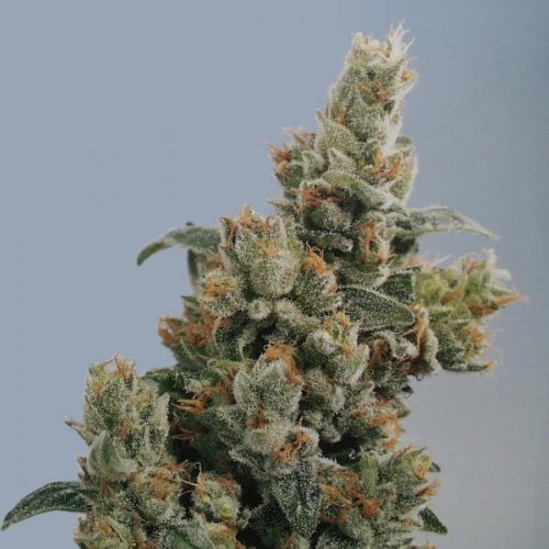 KC Brains KC 36 (Феминизированные)