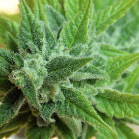 Kannabia Seeds Afrodite Max (Автоцветущие феминизированные)