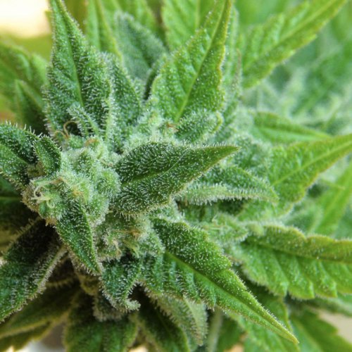Kannabia Seeds Afrodite Max (Автоцветущие феминизированные)