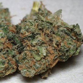 California Special (Феминизированные)