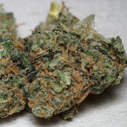 KC Brains California Special (Феминизированные)