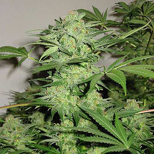 KC Brains Northern Light Special (Феминизированные)
