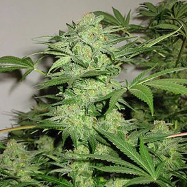 Northern Light Special (Феминизированные)
