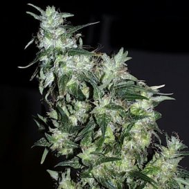 Haze Special (Феминизированные)