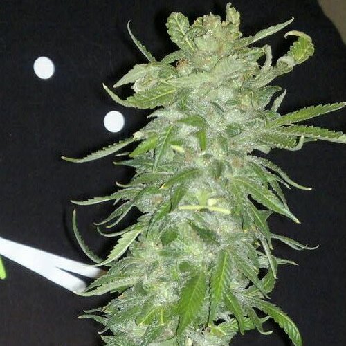 KC Brains Cristal Paradise (Феминизированные)