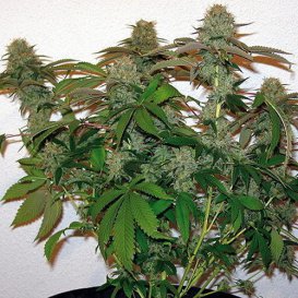 Barney's Farm Seeds 8 Ball Kush (Феминизированные)