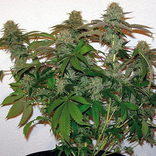 Barney's Farm Seeds 8 Ball Kush (Феминизированные)