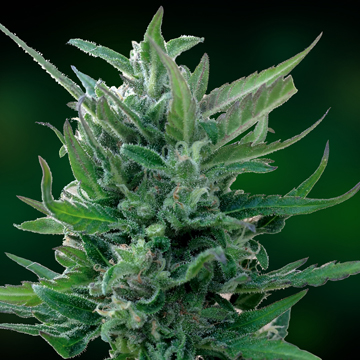 Barney's Farm Seeds Blue Mammoth (Автоцветущие феминизированные)