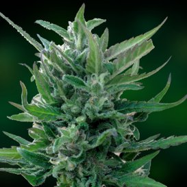 Barney's Farm Seeds Blue Mammoth (Автоцветущие феминизированные)