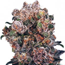 Dutch Passion Seeds Blueberry (Обычные)
