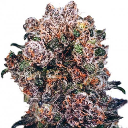 Dutch Passion Seeds Blueberry (Феминизированные)