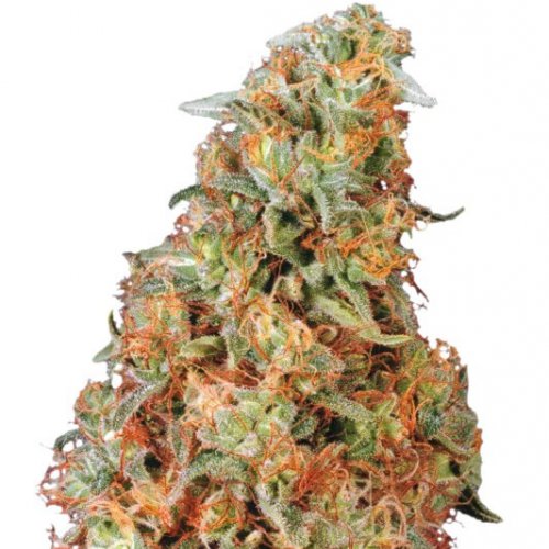 Dutch Passion Seeds Power Plant (Обычные)