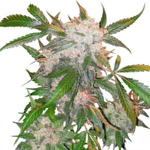 Dutch Passion Seeds White Widow (Обычные)