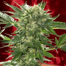 Serious Seeds White Russian (Автоцветущие феминизированные)