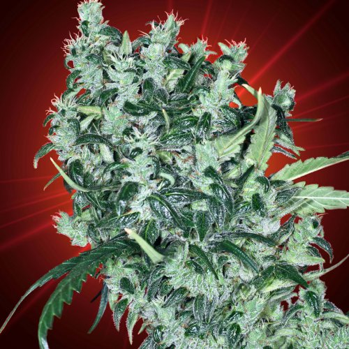 Kaliman Seeds Cheese Tease (Обычные)