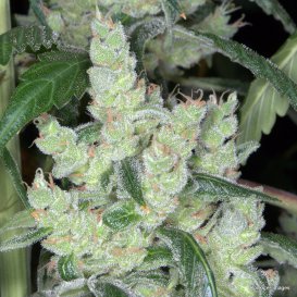 Marley's Cheese (Обычные)