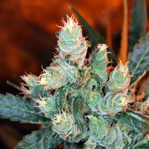 Kaliman Seeds Rockster's Cheese (Обычные)