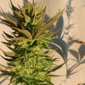 Kannabia Seeds B.Lee (Автоцветущие феминизированные)