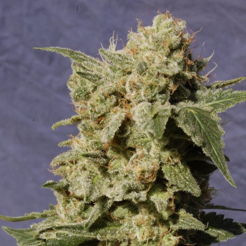 Kannabia Seeds BCN Diesel (Феминизированные)