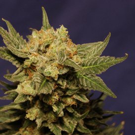 Kannabia Seeds Big Band (Феминизированные)