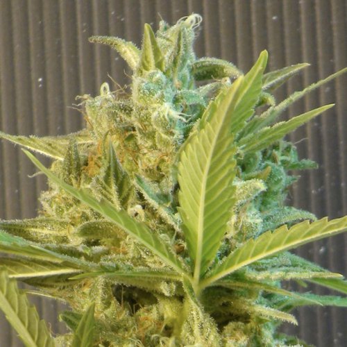 Kannabia Seeds Big Band (Автоцветущие феминизированные)