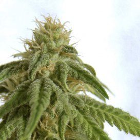 Kannabia Seeds Afrodite (Феминизированные)