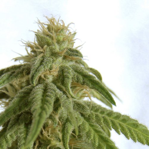 Kannabia Seeds Afrodite (Феминизированные)
