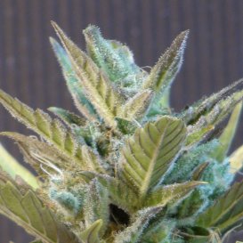 Kannabia Seeds BCN Diesel (Автоцветущие феминизированные)