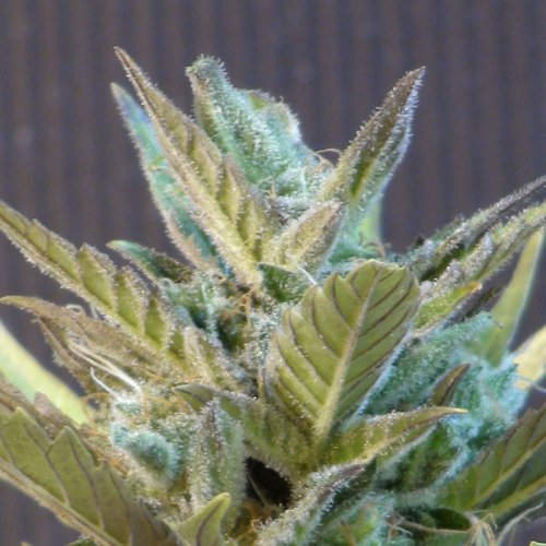 Kannabia Seeds BCN Diesel (Автоцветущие феминизированные)