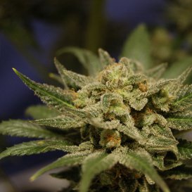Kannabia Seeds Citrus (Феминизированные)