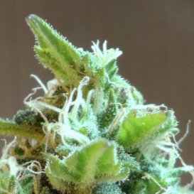 Kannabia Seeds Domina Haze (Феминизированные)