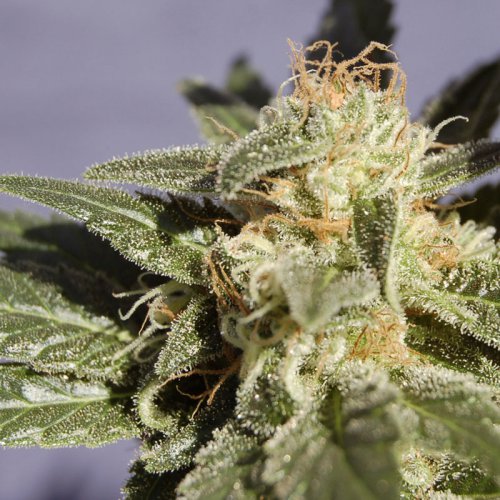 Kannabia Seeds Dr. Jekill (Феминизированные)