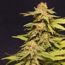 Kannabia Seeds Kannabia Special (Феминизированные)