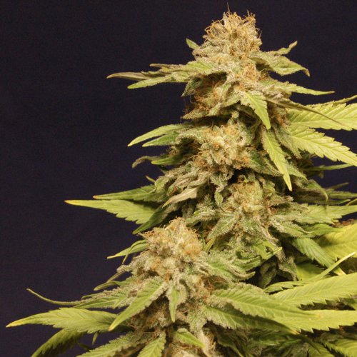 Kannabia Seeds Kannabia Special (Феминизированные)