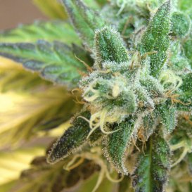 Kannabia Seeds Flash (Автоцветущие феминизированные)
