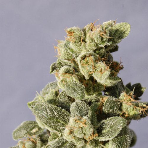 Kannabia Seeds Gnomo (Автоцветущие феминизированные)